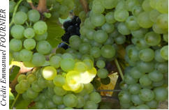 Cr�dit Emmanuel FOURNIER