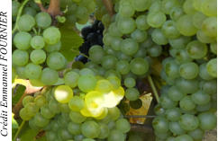 Cr�dit Emmanuel FOURNIER